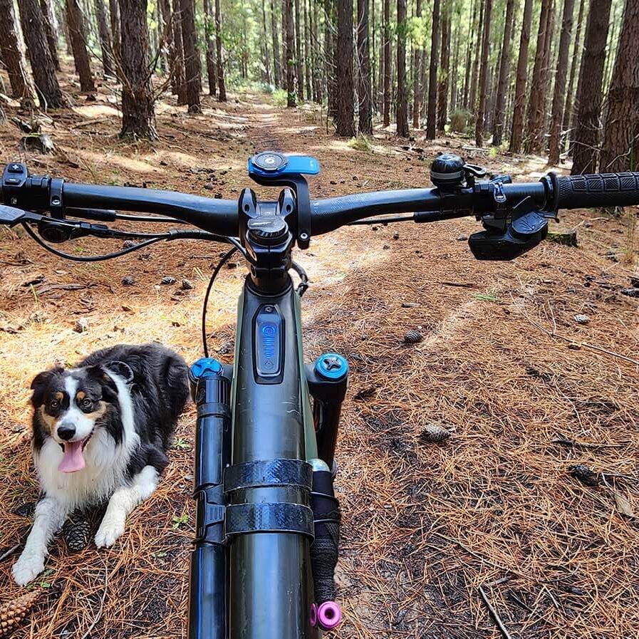 dog and bike in Oakley forest